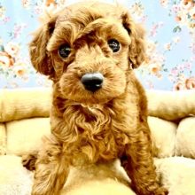 毛色がはっきりしたイケメンボーイ☆　トイプードルの男のコ　2022.12/21撮影