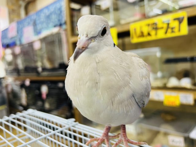 最新画像更新☆貫禄あり⁉︎手乗りジュズカケバト！