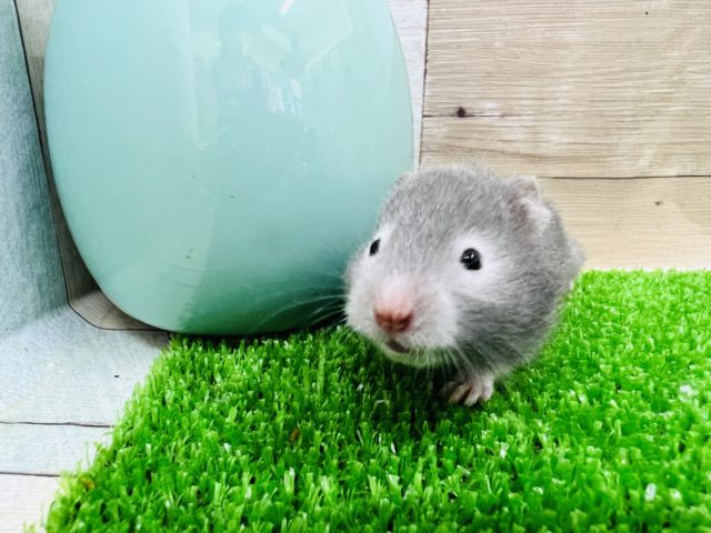 ちびっこセーブルハムスター入舎しました！