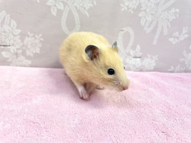キンクマハムスター 女の子 2022年9月生まれ