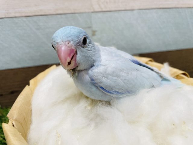 食欲旺盛なヒナさんです！！マメルリハインコのアメリカンホワイト！