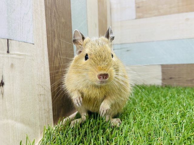 ハンモック大好き！美形な男の子☆サンドデグー