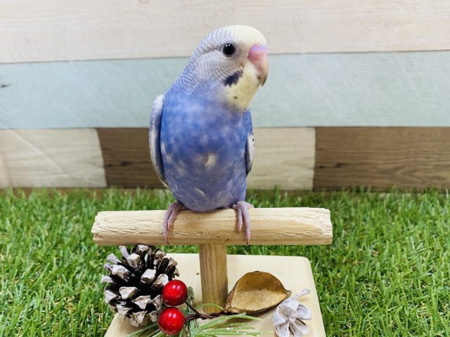 最新画像有り♪黄色いお顔が特徴のホヤホヤヒナがやって来ました♡