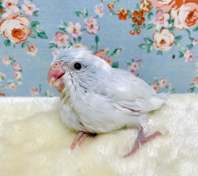 マメルリハ ダイリュートコバルトパイド 💙☁️🫧女の子 12/ 17