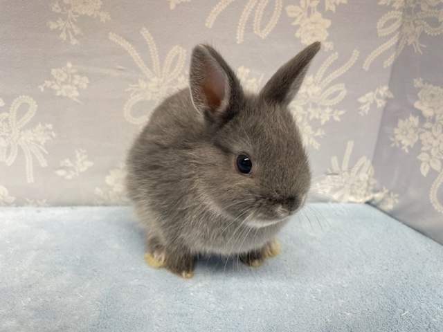 なでなで好き💛ネザーランドドワーフラビット（ブルー系）男の子　２０２２年１１月生まれ