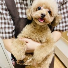 可愛すぎて胸キュン止まらん♡トイプードルちゃん！
