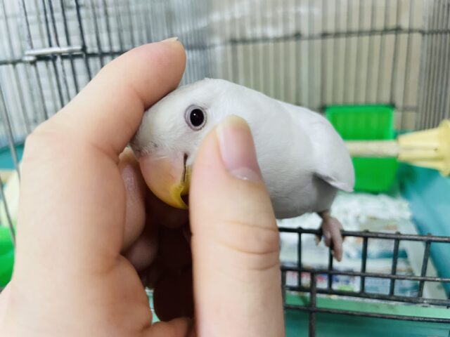 さし餌卒業‼️最新画像になりますよ！まっしろ癒し系コザちゃん！！　コザクラインコ　アルビノ