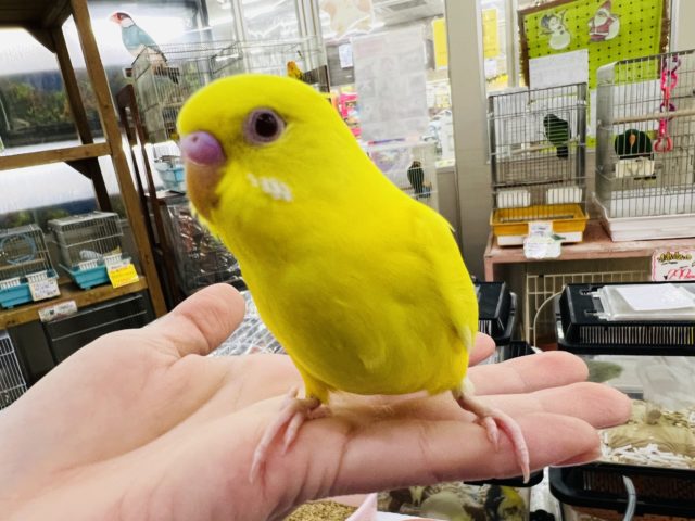 肩乗りセキセイのルッチーです☆