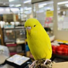 太々しい？ジャンボセキセイインコ❤