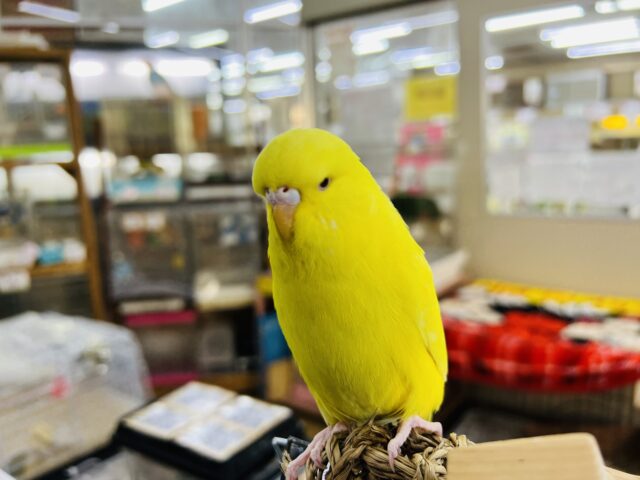 太々しい？ジャンボセキセイインコ❤