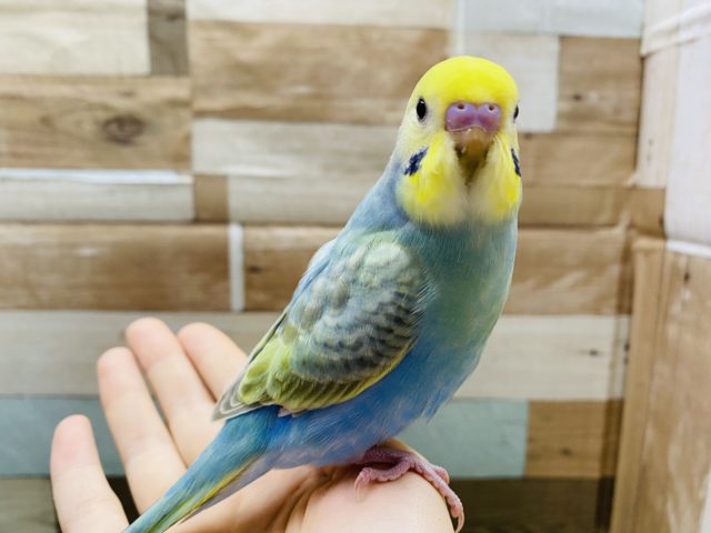 最新画像有り！グリーン系パステルカラーが素敵なセキセイインコ♪