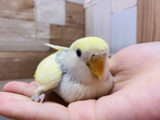 珍しい配色です！淡くて美しいコザクラインコバイオレットパイドカラー