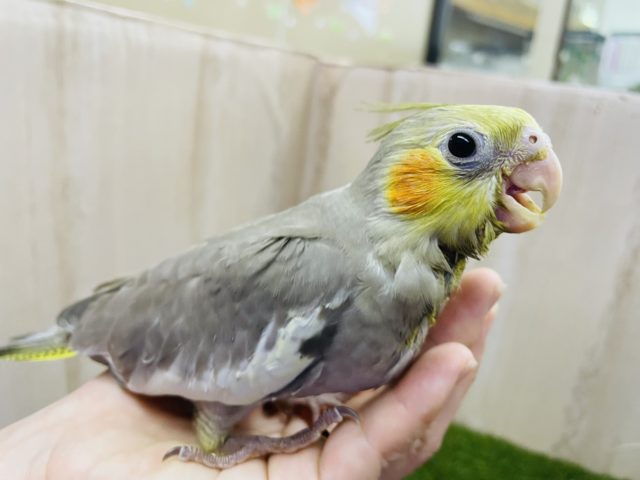 大人気淡めカラー✨　オカメインコ　シナモン
