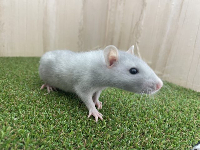 キュートラットちゃん！①　ファンシーラット　ブルー　男の子