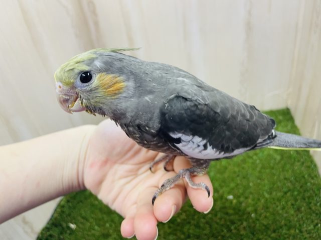 ⭐️〜期間限定〜⭐️オカメインコ🦜フェア開催中‼️