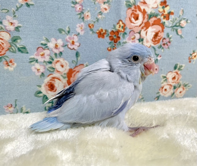 マメルリハ ダイリュートコバルト💙🏝 男の子 12/17