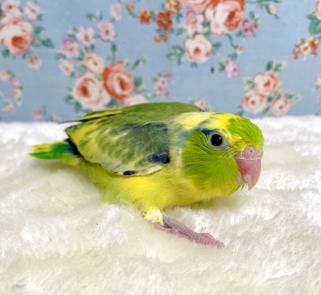 マメルリハ グリーン系パイド 男の子 🌿🍀 12/17