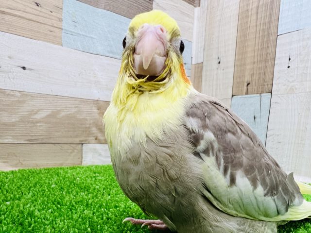 むむっと！シナモンパイドオカメインコー！