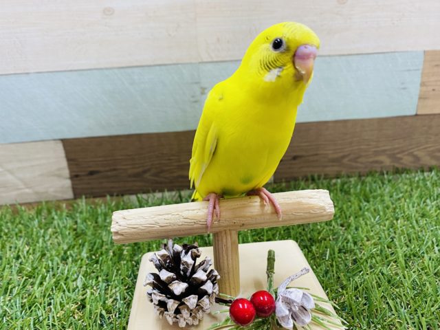 最新画像有り！明るいイエローにグリーンがポイントのセキセイインコハルクイン♪
