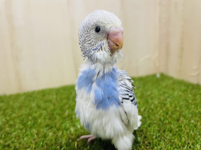 堂々した佇まいで登場⭐️ セキセイインコ　パイド