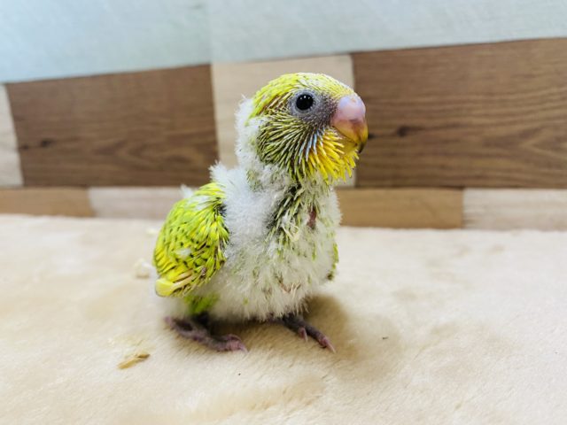 ちょこちょこ駆け寄ってきます♡セキセイインコスパングル！