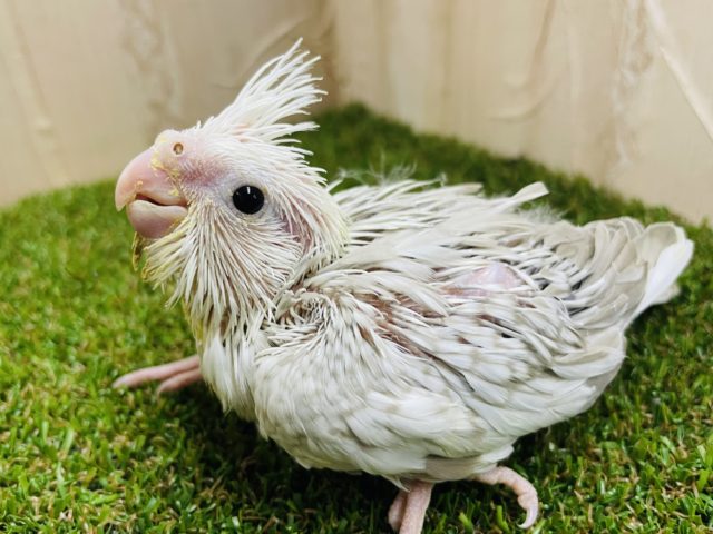 白と淡いカラーの甘々さん💕　オカメインコ　ホワイトフェイスシナモンパール