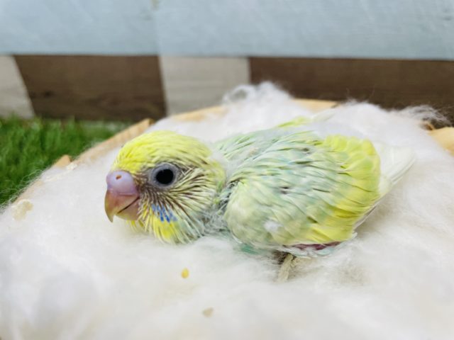 明るいグリーンが可愛いんです！セキセイインコのパステルカラーレインボー！