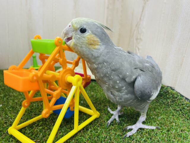 2月1日　最新画像になりますよ〜⭐️むちむちボディになれるといいな！　オカメインコ　ノーマル