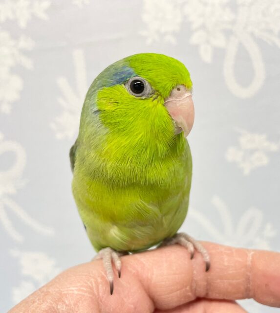 きれい💚マメルリハ(グリーン)男の子  2022月11月生まれ