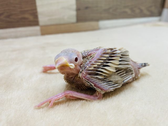 ホヤホヤなシナモン文鳥♪淡くて人気のあるカラーです！