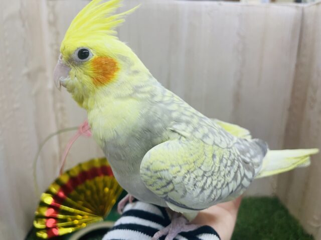 最新画像になりますよ！！ツンデレ！？本当は甘えたいの！　オカメインコ　シナモンパール