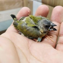 ミニミニ感がたまらなく可愛い！コキンチョウのノーマル！