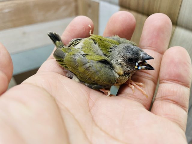 ミニミニ感がたまらなく可愛い！コキンチョウのノーマル！