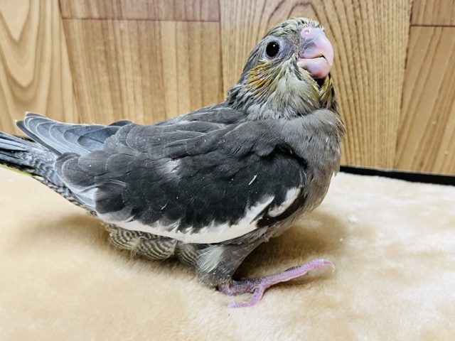 クリクリ目がかわいい子♡オカメインコ(ノーマル)