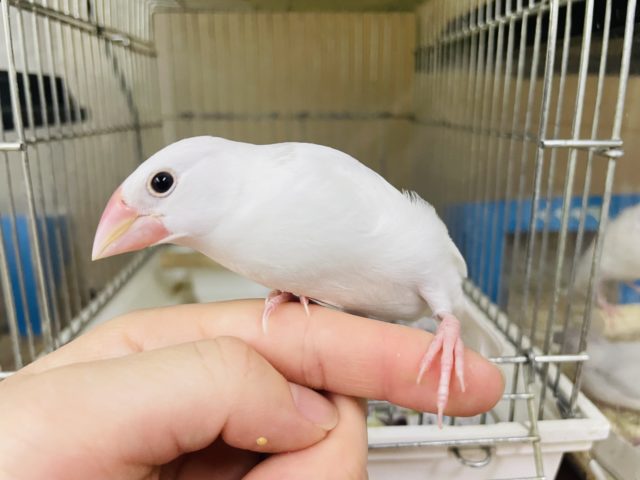 ケージデビュー‼️1人餌です！！うぶうぶ白ちゃんですよ(*´∇｀*) 白文鳥