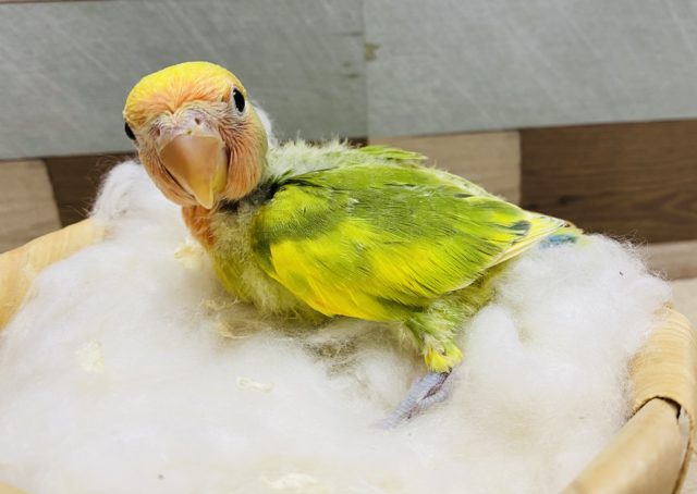 個性的な鮮やかカラー☆コザクラインコタイガーチェリー♪