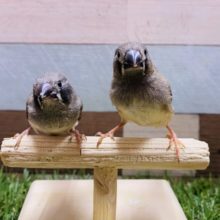 最新画像有り☆ミニミニなヒナさんたち！キンカチョウのノーマル！