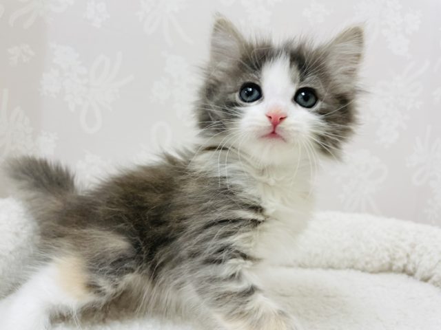 可愛すぎてごめんねっ♥ノルウェージャンフォレストキャットちゃん！