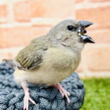 このカラーからは想像がつきません　コキンチョウ　ブルー　Ｒ４　１２／２２撮影