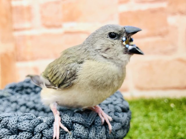 このカラーからは想像がつきません　コキンチョウ　ブルー　Ｒ４　１２／２２撮影