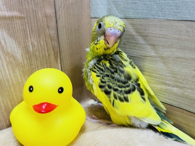 模様が濃くて可愛いコ！セキセイインコのハルクイン！