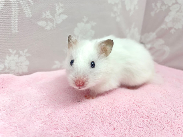 癒し♡長毛ハムスター(ホワイト)女の子2022年10月生まれ