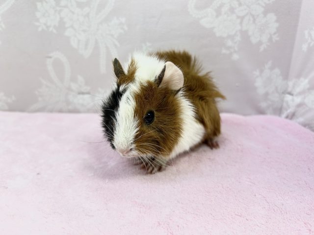 巻き毛モルモット 女の子 2022年11月生まれ