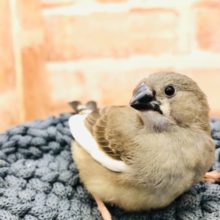 密かに人気者？　キンカ鳥　Ｒ４　１２／8撮影