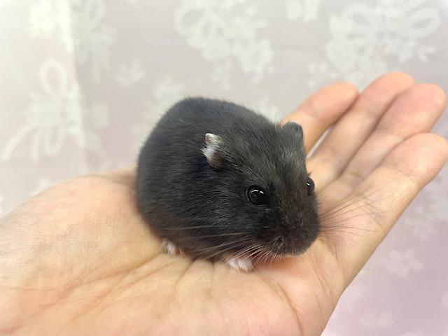 真っ黒♡リアルブラックハムスター 女の子 2022年8月生まれ