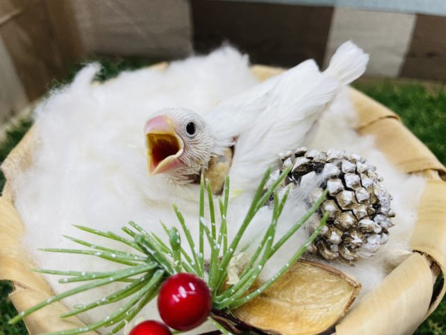 真っ白かわいい天使ちゃん！白文鳥のヒナ！！