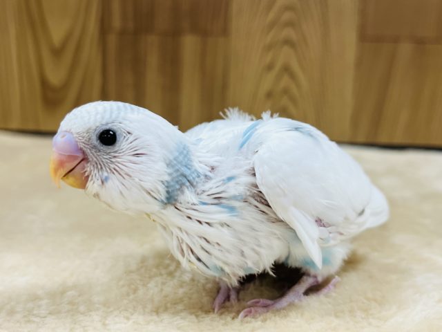 将来が楽しみな子♫セキセイインコ(ハルクイン) ヒナ