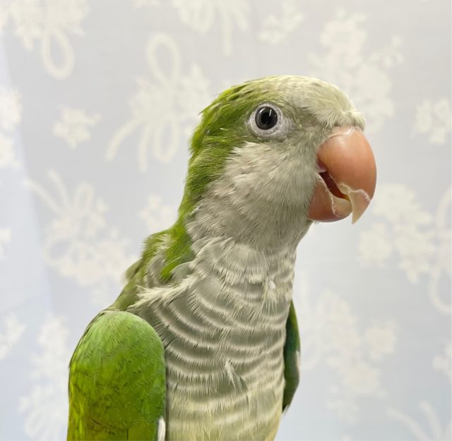 お茶❤️オキナインコ(グリーン) 2022年8月生まれ