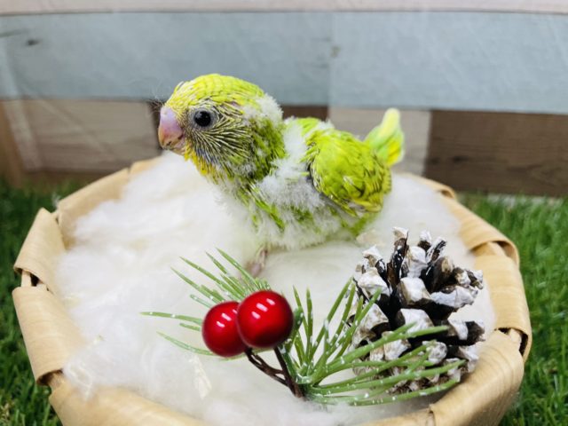 明るめグリーンで可愛いコ！セキセイインコのスパングル！