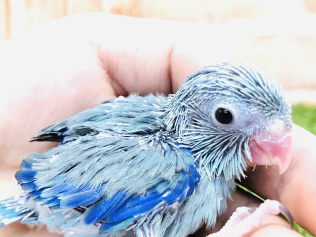 人気カラーのマメちゃん　マメルリハインコ　ブルー　Ｒ４　１２／２２